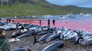 Na Faerských ostrovoch zabili historicky najviac delfínov, konanie preverí vláda