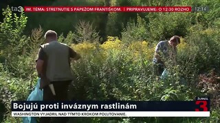 Banská Bystrica bojuje proti inváznym rastlinám. Pomáhajú aj dobrovoľníci