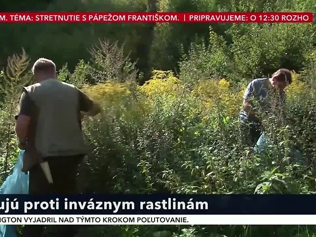 Banská Bystrica bojuje proti inváznym rastlinám. Pomáhajú aj dobrovoľníci