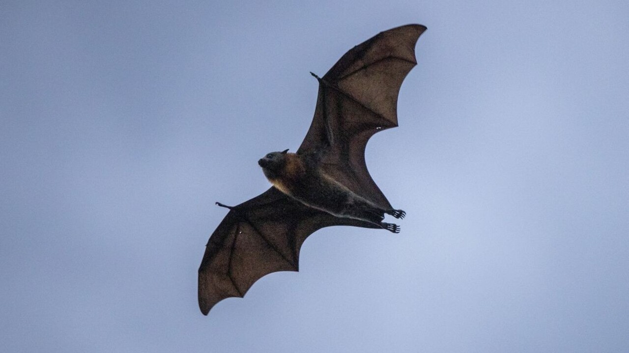 V septembri sme mohli na oblohe pozorovať netopiere aj cez deň