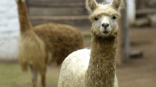 Covid-19 by mohli liečiť protilátkami lamy. Vyzerá to sľubne, tvrdia britskí vedci