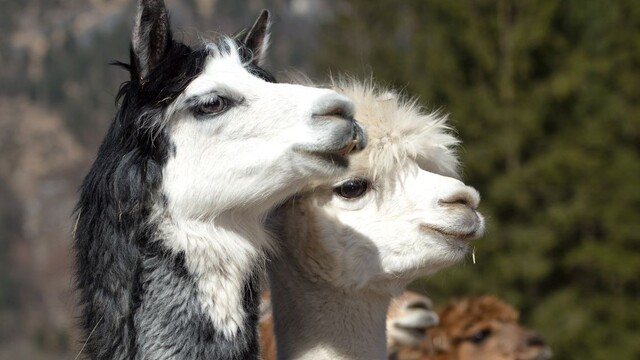 Vedci vkladajú do lamích protilátok nádej