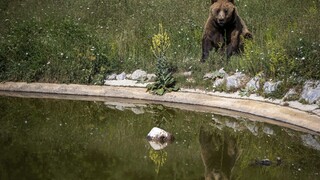 Medveď strhol v okolí Banskej Štiavnice dobytok, lesníci vyzývajú na opatrnosť