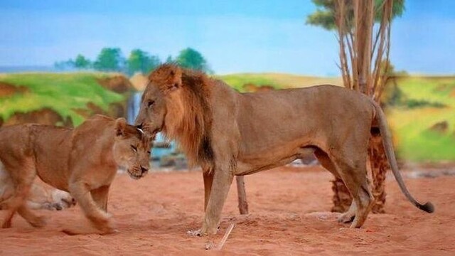 Zoo v Ras Al Khaimah.