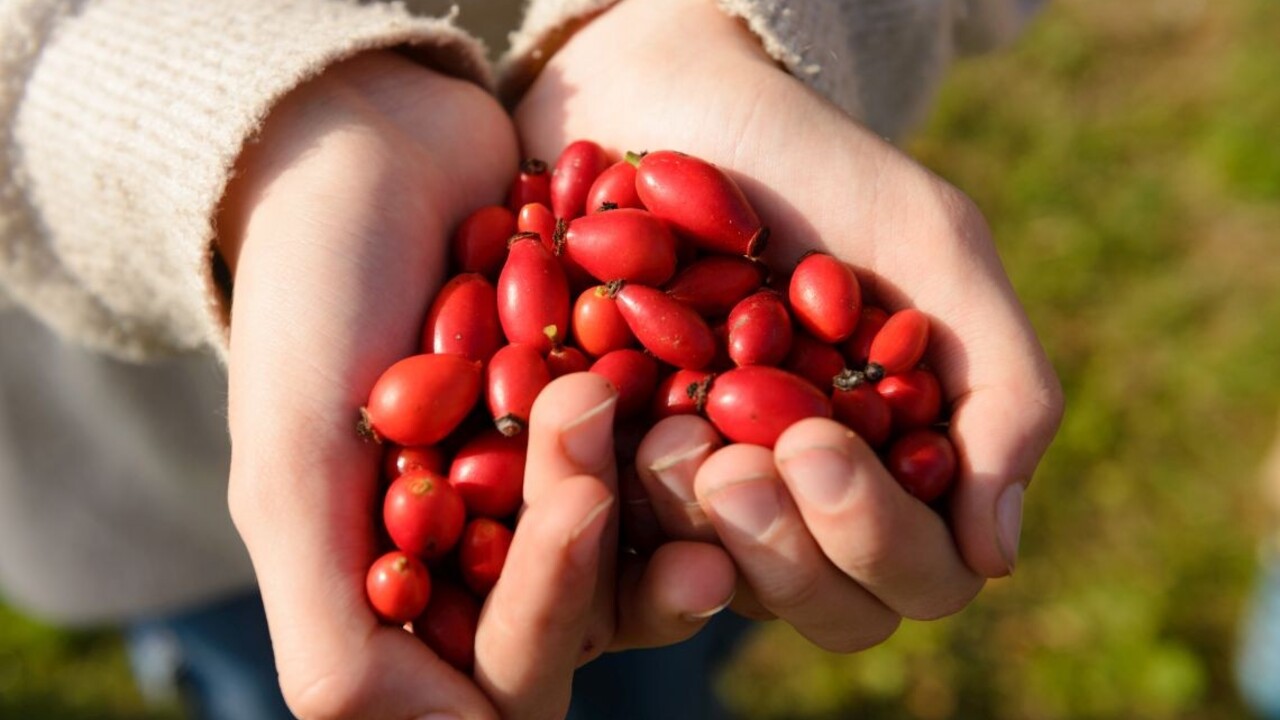 Začína sezóna šípok. Poznáte všetky ich blahodarné účinky?