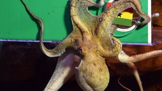 Rybári zápasia so záplavou chobotníc, ich premnoženie môže ohroziť morský život