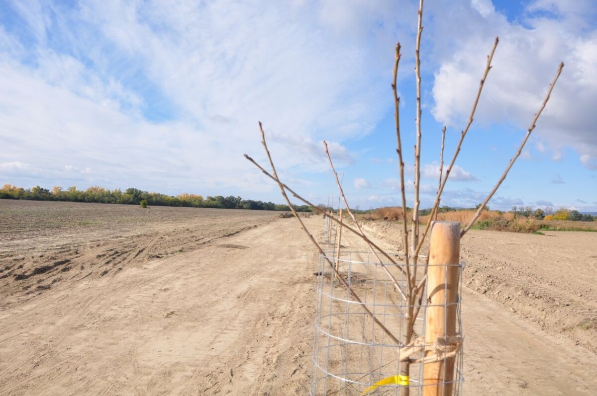 Ovocná alej Zálesie