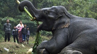 Pytliacke výpravy na kly vyvolali evolučné zmeny, čoraz viac sloníc sa rodí bez nich