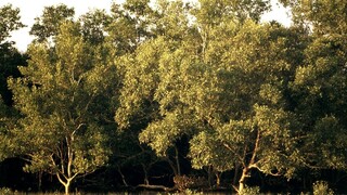 Mangrovníky