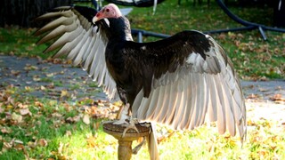 Zrodenie z panny. Ohrozený druh môže uniknúť vyhynutiu, vedci na to prišli náhodou