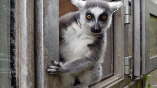 Spievajúce lemury