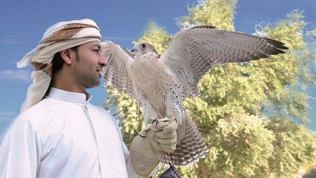 Falcon Abu Dhabi. Foto: CK SATUR