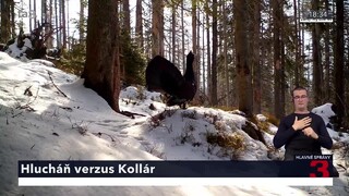 Hlucháň hôrny postupne mizne zo slovenskej prírody, reforma národných parkov by mohla tento scenár zvrátiť