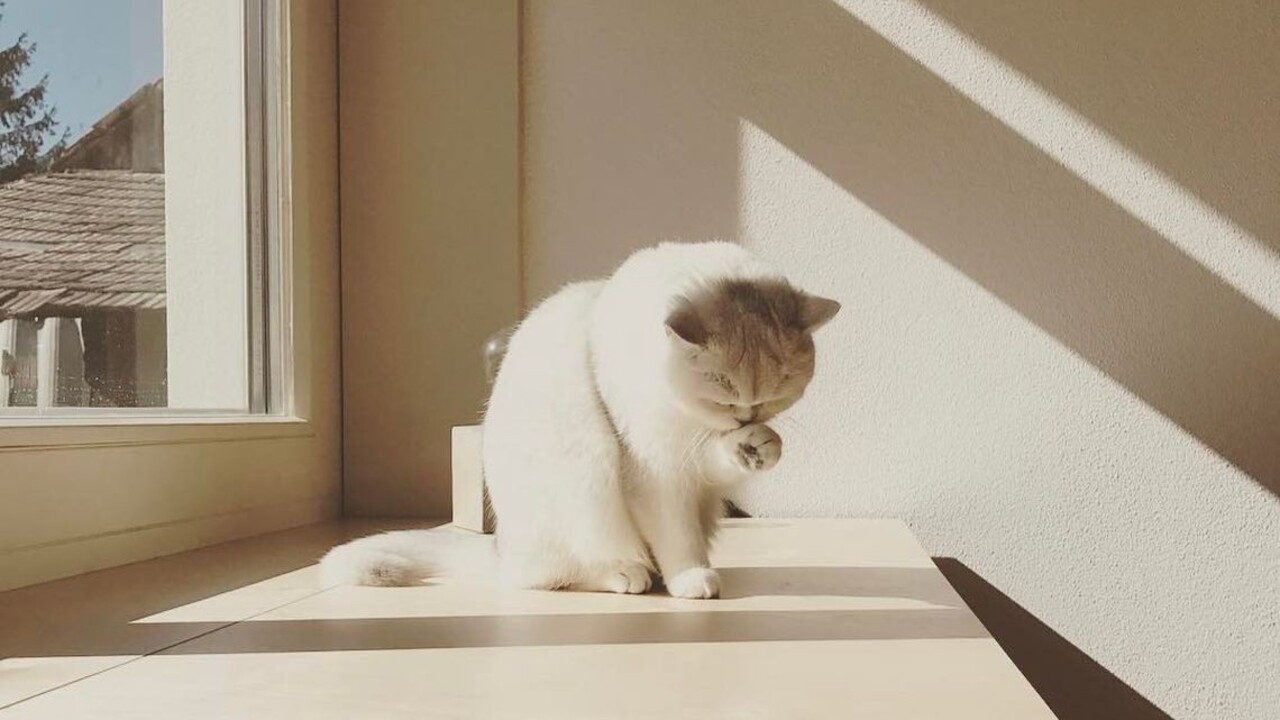 Beriete si do postele domácich miláčikov? Spanie so psom či mačkou môže mať výhody