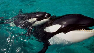 štebotanie veľrýb