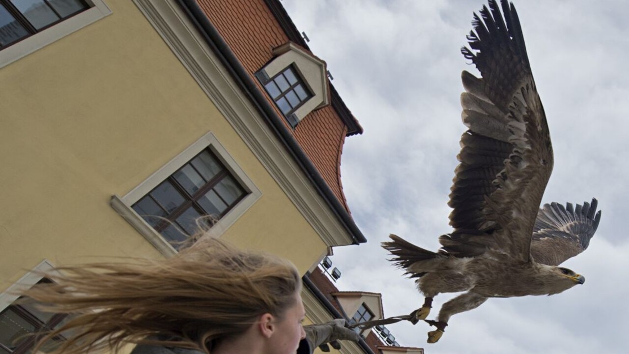 Slovensko má už ôsmy zápis v nehmotnom dedičstve UNESCO. Je ním sokoliarstvo