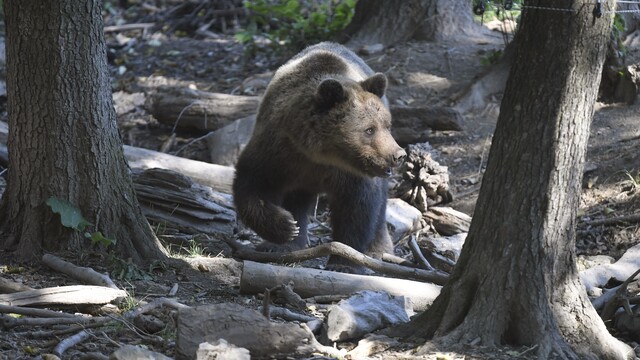 Muža pri sadení stromov napadol 180-kilový medveď. Pohrýzol ho do ramena a boku