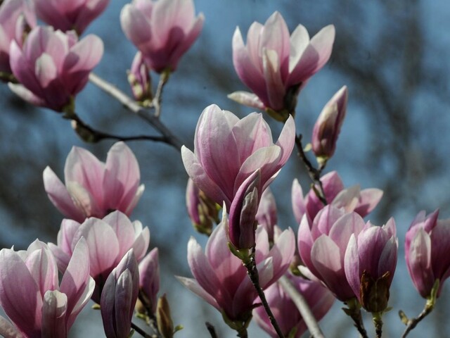 Cítite sa osamelo? Príčinou môže byť nedostatok stromov a vtákov v mieste bydliska
