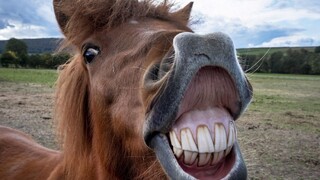 Zostavili rebríček najbizarnejších vecí, ktoré Slováci v roku 2021 vyhľadávali na Google