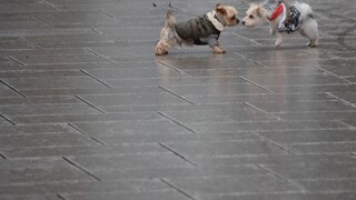 Pašák! Štúdia ukázala, že psy dokážu rozoznávať rôzne jazyky aj nezmysly v ľudskej reči