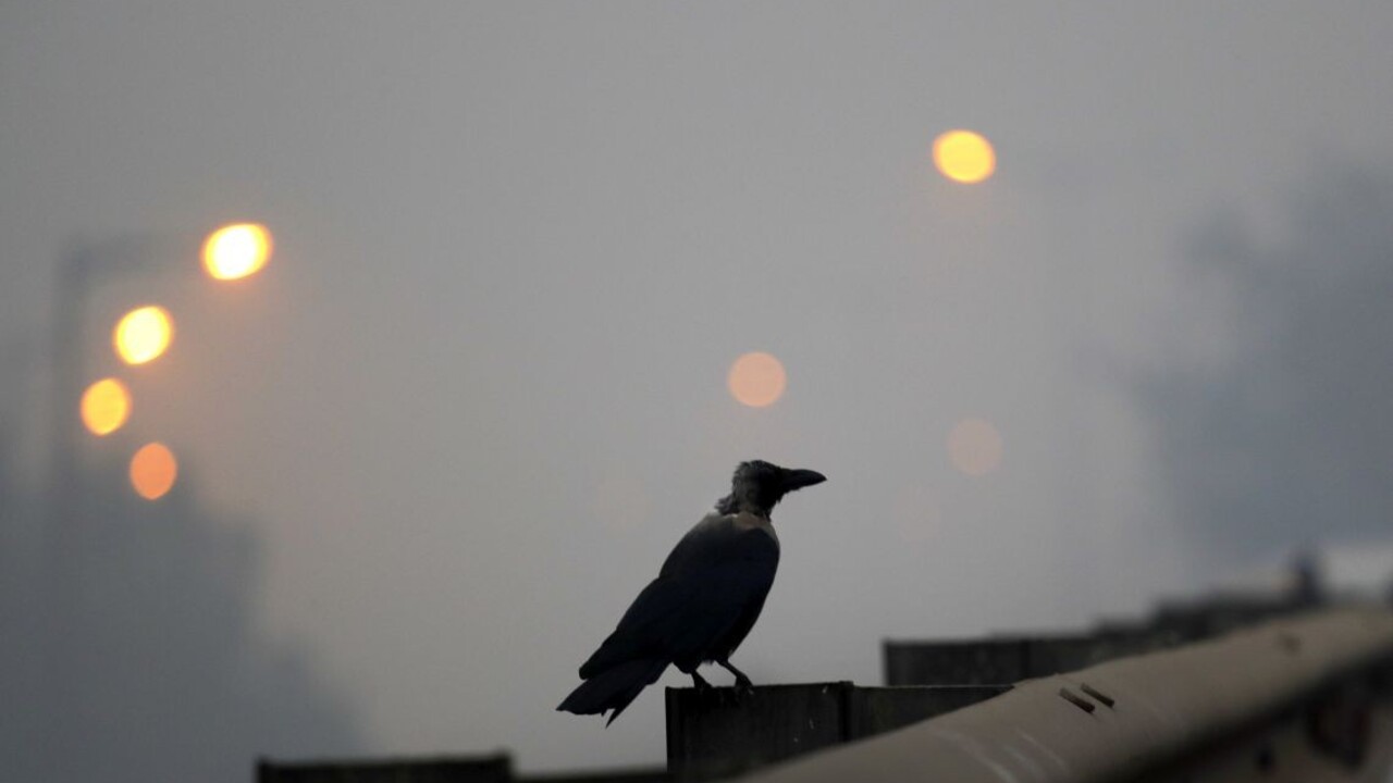 Vrany nikdy nepodceňujte a buďte k nim slušní. Ľudské tváre si pamätajú roky