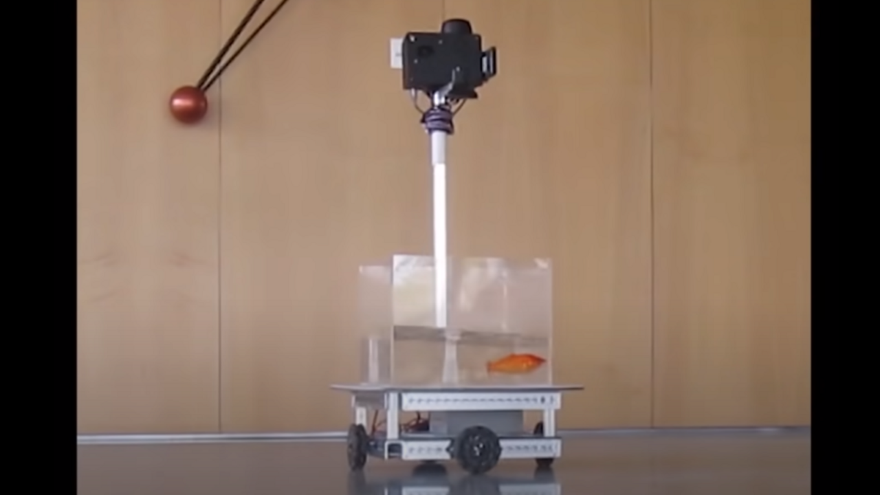 Vedci naučili zlaté rybky ovládať malé robotické vozidlo. Skúmali povahu ich navigačných schopností