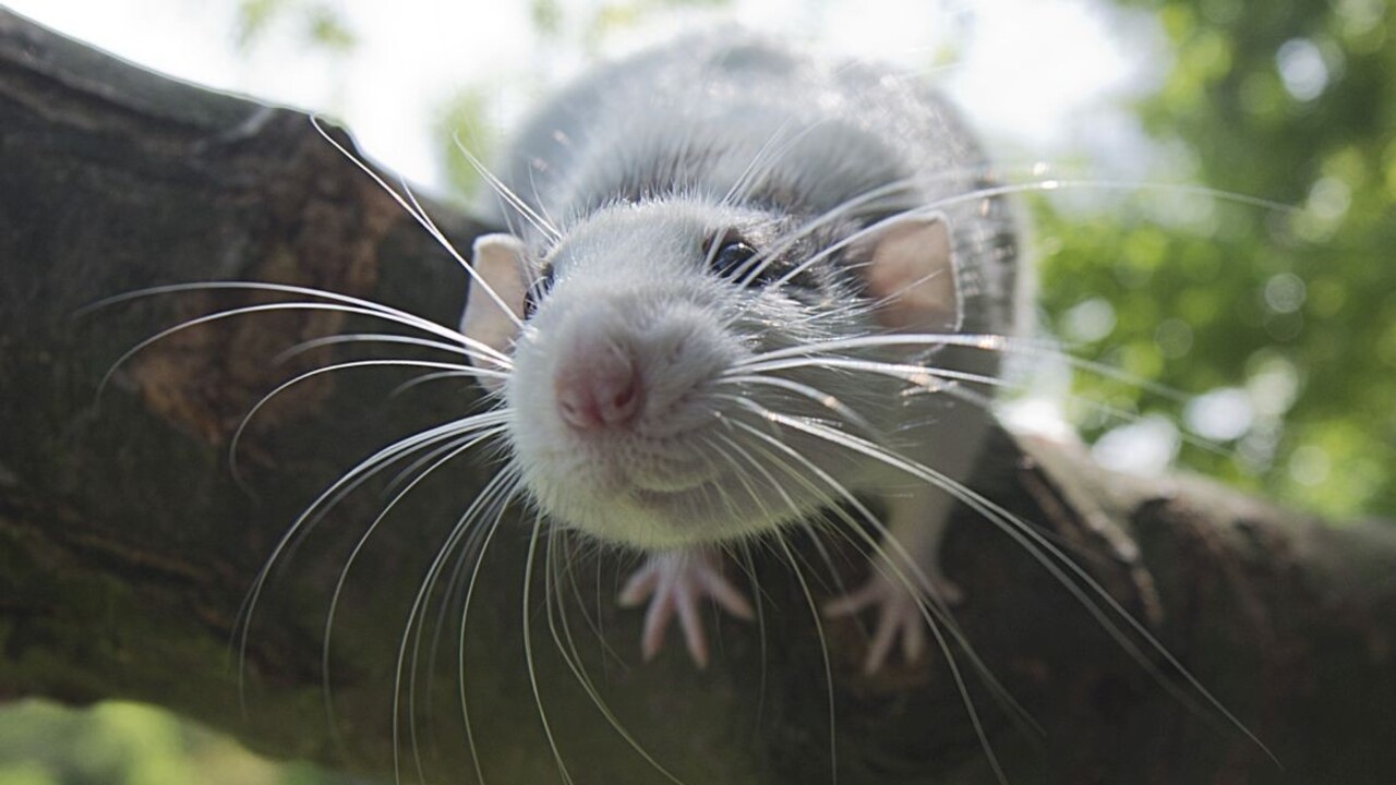 V Hongkongu usmrtia približne 2-tisíc malých zvierat. U niekoľkých hlodavcov potvrdili koronavírus