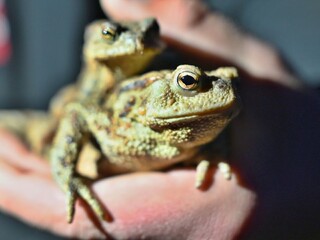 Žabe dorástla amputovaná noha