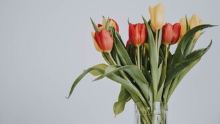 Všetko o tulipánoch vo váze: Neznesú sa s narcismi a vydržia dlhšie vďaka tomuto triku