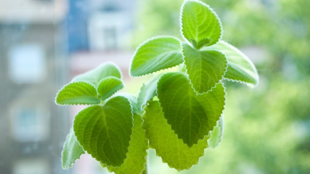 Možno ani neviete, aký poklad pestujete: Na toto všetko slúži nádchovník