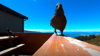 Kradol ako straka! Papagáj uchmatol turistom kameru a nakrútil sám seba počas letu