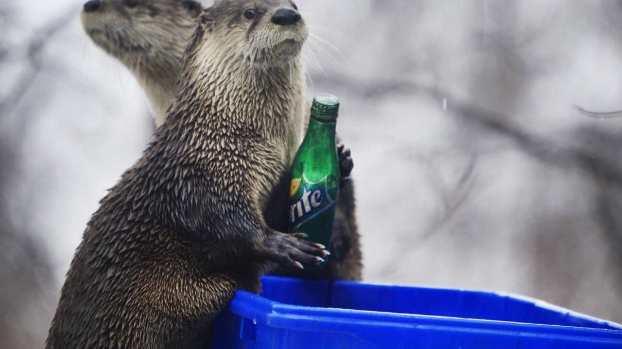 Na západe chodia diviaky do divadla, na východe vydry do potravín. Policajti absolvovali kuriózny výjazd