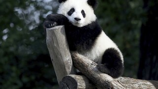 Prečo je panda vegetariánom? Vedci vyriešili záhadu, ako sa jej vyvinul falošný palec