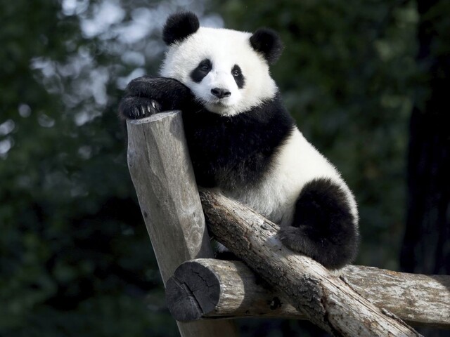 Prečo je panda vegetariánom? Vedci vyriešili záhadu, ako sa jej vyvinul falošný palec