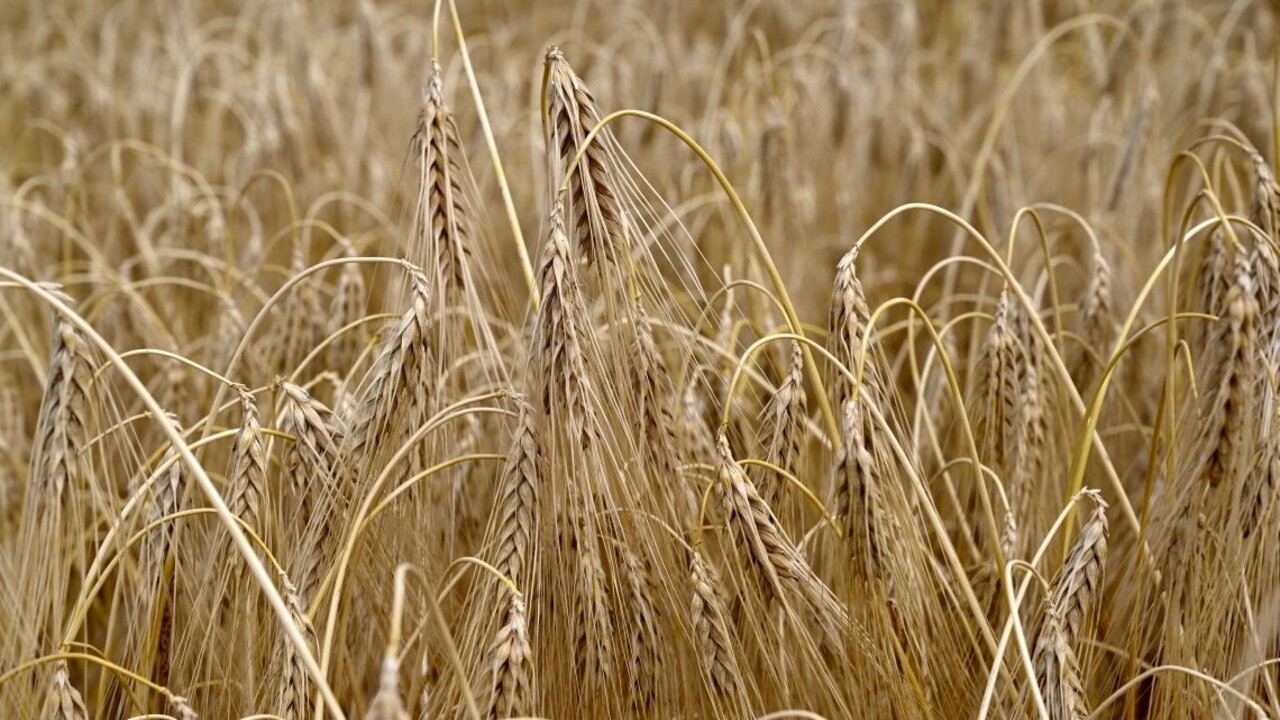 Ukrajina zakázala vývoz viacerých obilnín. Embargo sa týka aj cukru, soli či mäsa