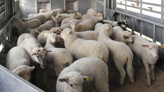 Pandémia ovplyvnila nakupovanie vo viacerých smeroch. O jahňacie mäso je u nás momentálne veľký záujem