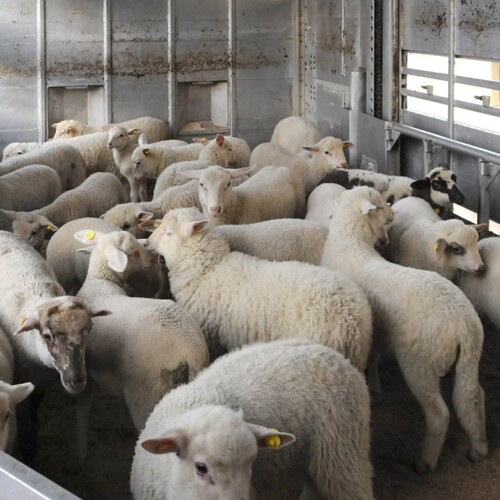 Pandémia ovplyvnila nakupovanie vo viacerých smeroch. O jahňacie mäso je u nás momentálne veľký záujem