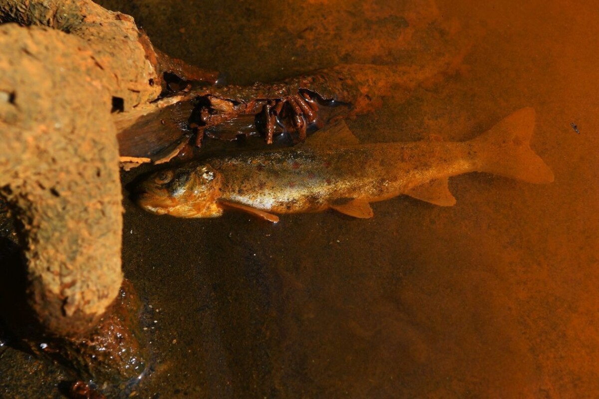 Rieka v obci Nižná Slaná.