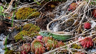 Aké sú nové objavy v oblasti evolúcie plazov? Podrobnosti priblížil biológ Čerňanský