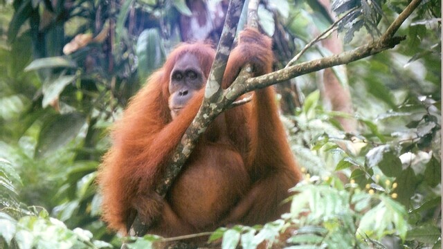 orangutan