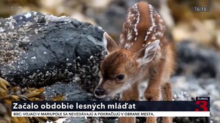 Poľovníci a ochranári vyzývajú ľudí, aby sa nedotýkali opustených mláďat