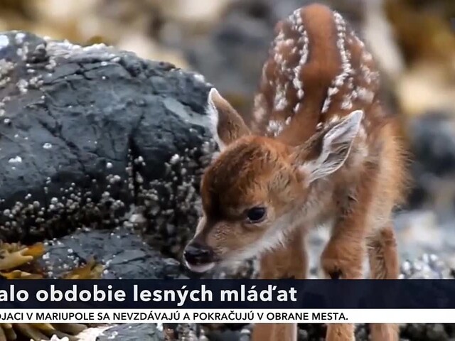 Poľovníci a ochranári vyzývajú ľudí, aby sa nedotýkali opustených mláďat