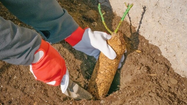 Jarné sadenie a strihanie ruží: Zásady, ktoré treba vedieť