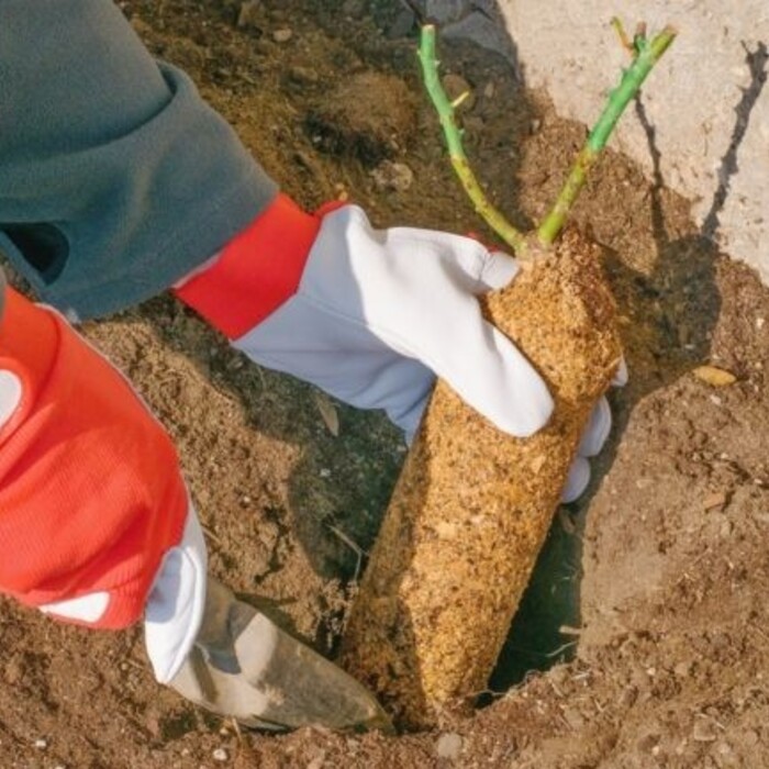 Jarné sadenie a strihanie ruží: Zásady, ktoré treba vedieť