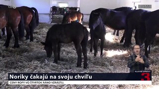 Chovatelia ťažných koní z Dobšinej sa starajú o unikátne dedičstvo