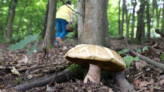 Huby už vykúkajú. Ak udrú horúčavy, sezóna sa môže skončiť predčasne, hovorí odborníčka
