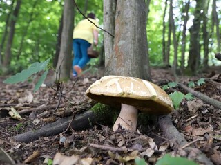 Huby už vykúkajú. Ak udrú horúčavy, sezóna sa môže skončiť predčasne, hovorí odborníčka