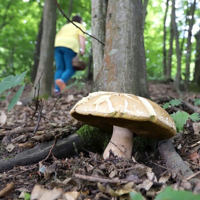 Huby už vykúkajú. Ak udrú horúčavy, sezóna sa môže skončiť predčasne, hovorí odborníčka