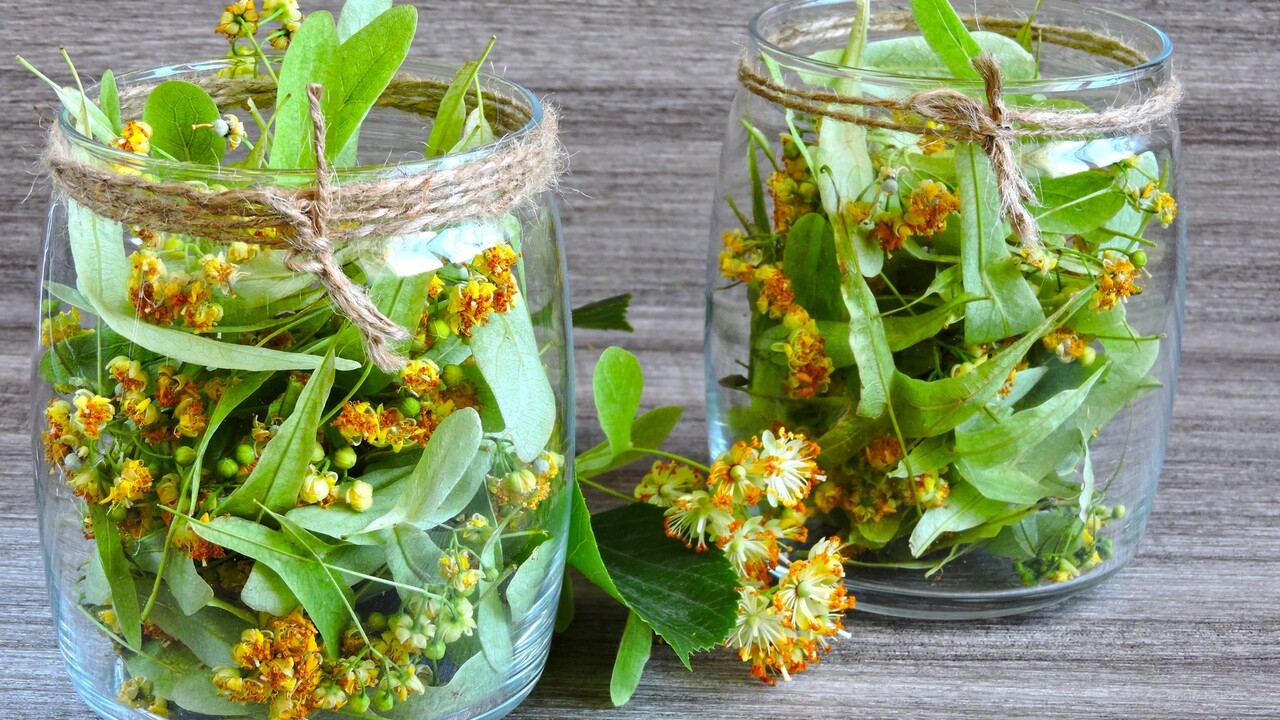 Pripravte si doma liečivý lipový likér: Zaberá na kašeľ, priedušky, ale aj močové cesty