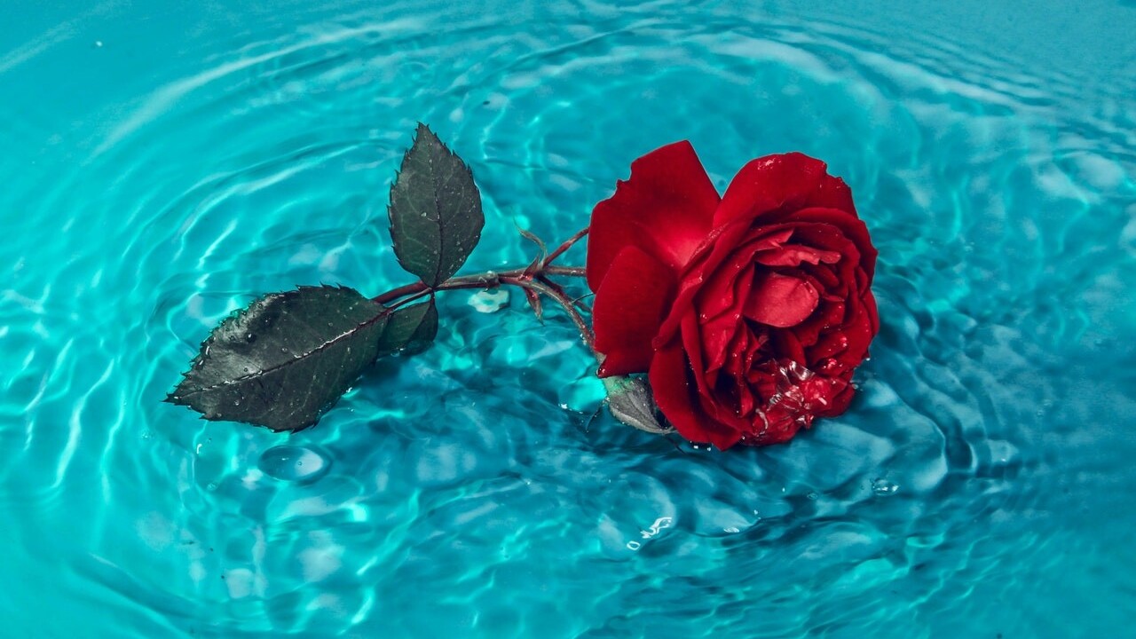 Domáca šumivá limonáda z ruží: Po troch dňoch máte vyrobený liečivý elixír